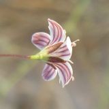 Gypsophila capillaris. Цветок. Израиль, г. Беэр-Шева, рудеральное местообитание. 14.04.2013.