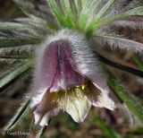 Pulsatilla × wolfgangiana. Цветок. Украина, г. Киев, заказник \"Лесники\", сосновый лес. 27 апреля 2013 г.