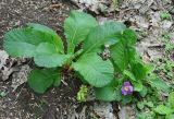 Primula vulgaris. Вегетирующее и цветущее растения (Primula woronowii). Нагорный Карабах, Мартунинский р-н, окр. дер. Ннги. 07.05.2013.