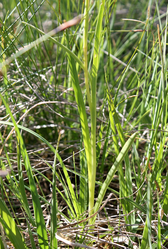 Изображение особи Gymnadenia odoratissima.