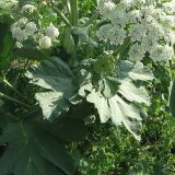 Heracleum stevenii