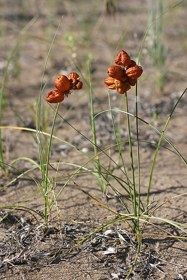 Изображение особи Carex physodes.