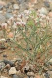 Limonium hoeltzeri