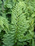 Polypodium interjectum