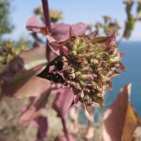 Bupleurum rotundifolium. Соплодие. Краснодарский край, м/о г. Новороссийск, окр. пос. Абрау, гора Круглая, кромка обрыва над морем. 13.06.2014.