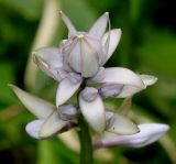 Hosta plantaginea