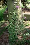 Malva alcea