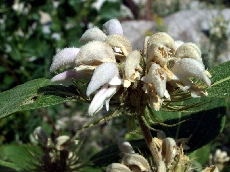 Изображение особи Phlomis sewerzowii.