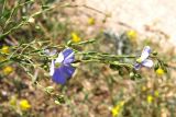 Linum austriacum. Верхушка цветущего растения. Крым, Арабатская стрелка. 20 июня 2009 г.