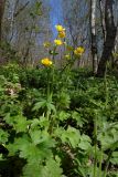 Ranunculus constantinopolitanus