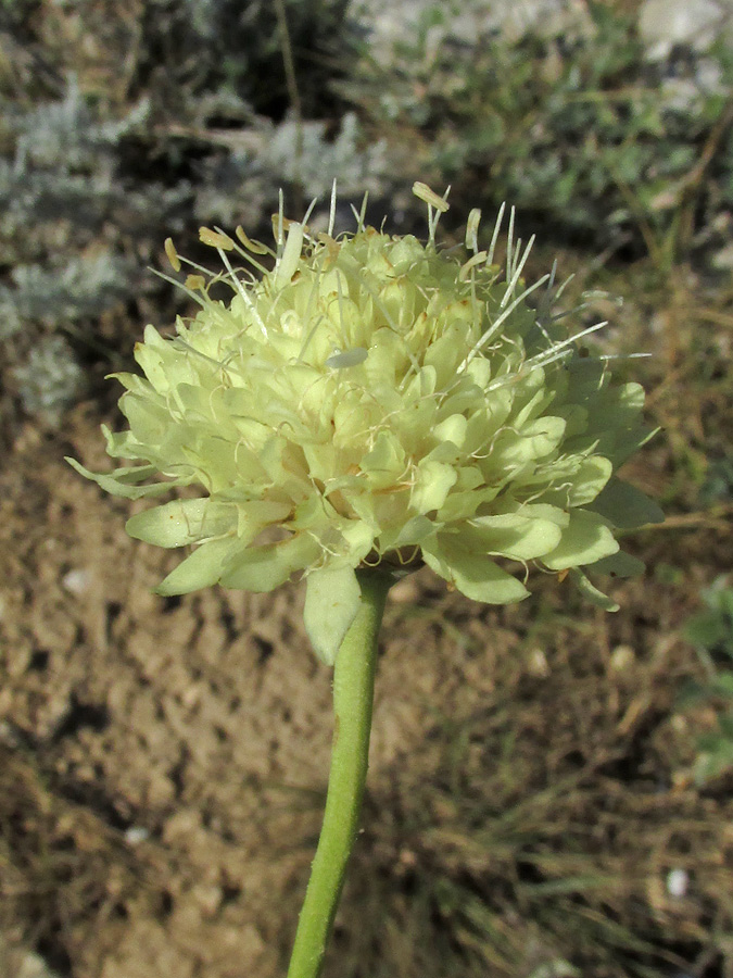 Изображение особи Cephalaria uralensis.