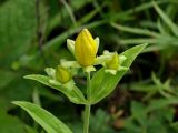 Hypericum gebleri