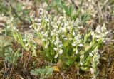 Polygala amarella