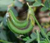 Astragalus mareoticus