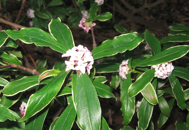 Image of Daphne odora specimen.