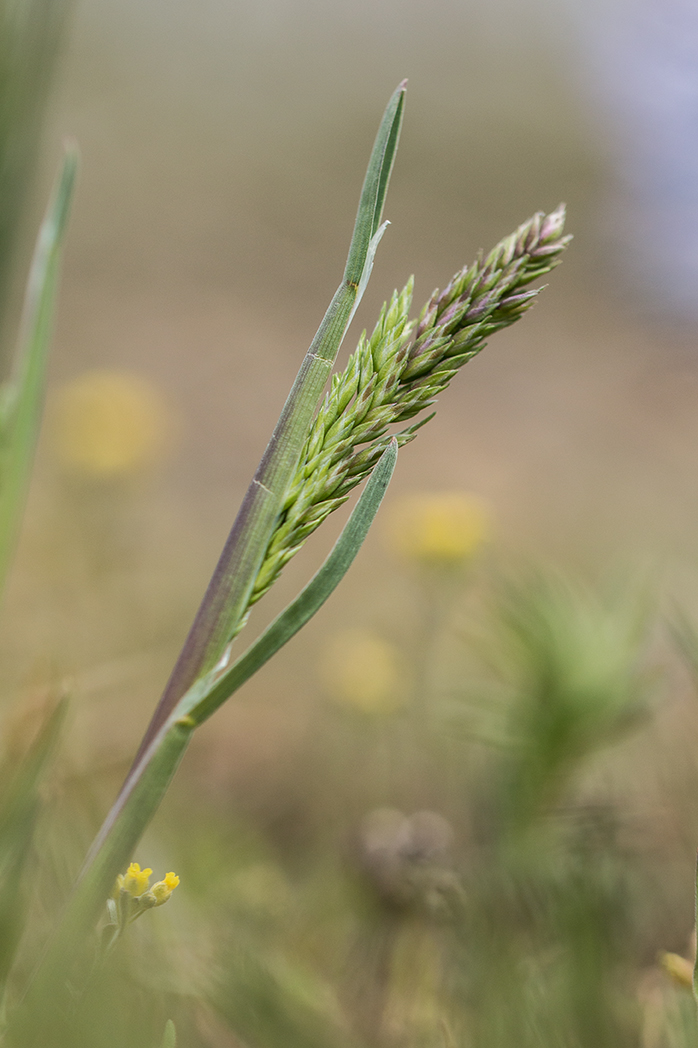 Изображение особи Poa bulbosa.