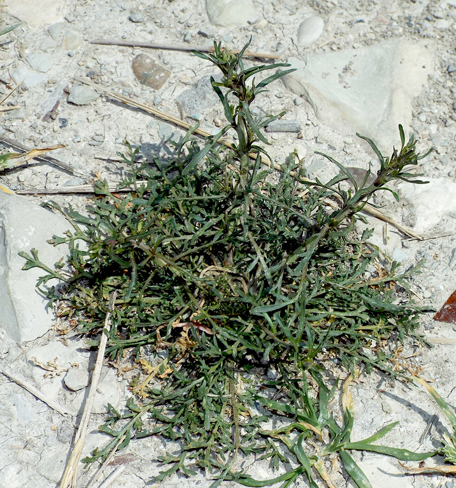 Изображение особи Lepidium ruderale.