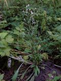 Erigeron acris