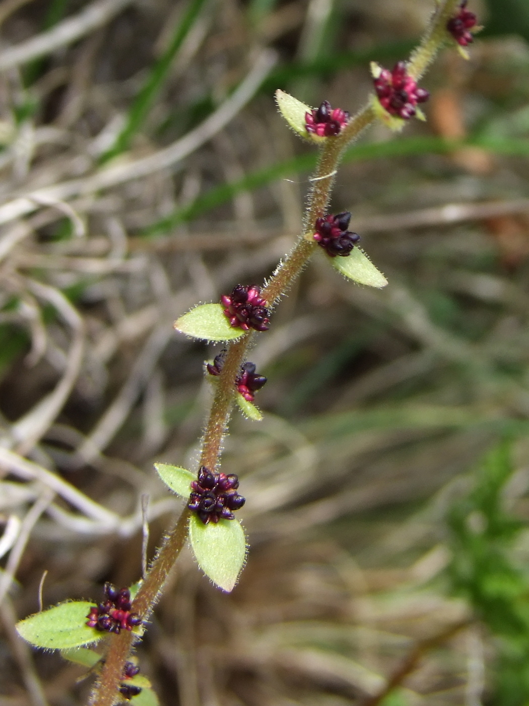 Изображение особи Saxifraga cernua.