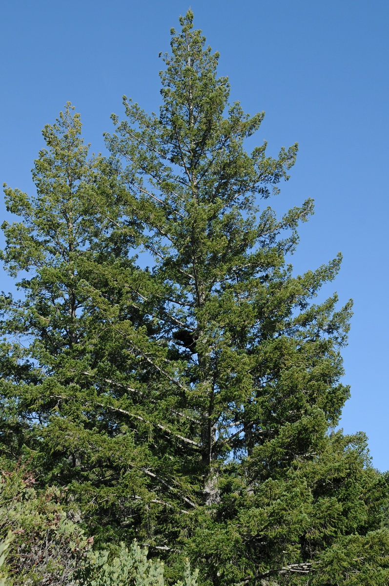 Изображение особи Pseudotsuga menziesii.