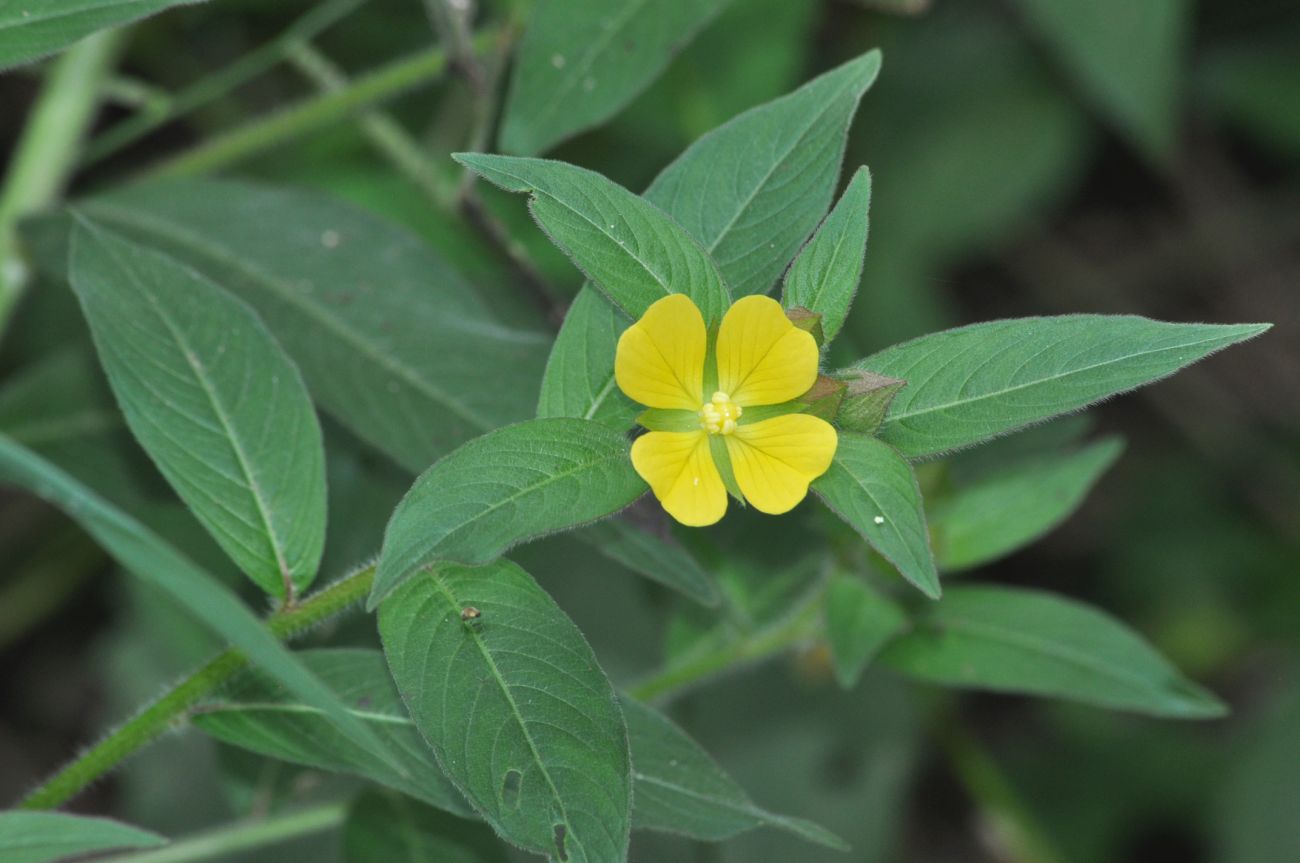 Изображение особи Ludwigia octovalvis.