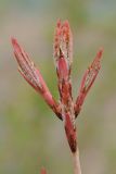 Acer mandshuricum