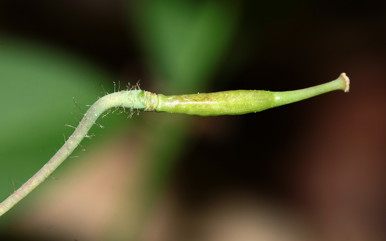 Image of Epimedium macrosepalum specimen.