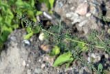 Atriplex prostrata