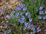 Veronica capsellicarpa. Верхушки побегов с соцветиями. Астраханская обл., Богдинско-Баскунчакский заповедник, гора Большое Богдо, сухая степь. 01.05.2019.