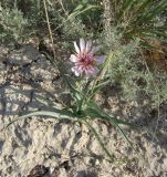 Tragopogon ruber