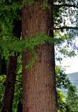 Taxodium distichum