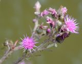 Cirsium palustre