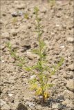 Cleome canescens