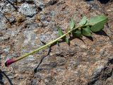 Centaurea подвид mixta