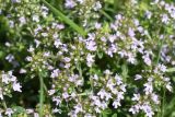 Thymus collinus