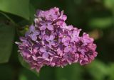 Syringa vulgaris. Соцветие. Краснодарский край, Черноморское побережье Кавказа, г. Новороссийск, в культуре. 4 мая 2023 г.