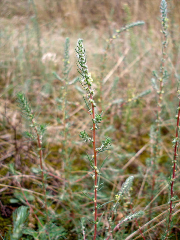 Изображение особи Bassia laniflora.