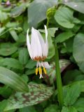 Erythronium caucasicum. Цветок. Краснодарский край, городской округ Сочи, Хостинский р-н, туристическая тропа \"Орлиные скалы\", широколиственный лес, рядом с обрывом. 17.03.2023.