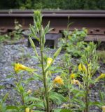 Oenothera rubricaulis. Верхушка побега с цветками и бутонами. Пермский край, Кунгурский муниципальный округ, с. Моховое, станция Иренский, между железнодорожными путями. 06.08.2023.