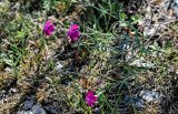 Dianthus versicolor. Цветущие растения. Красноярский край, Шушенский р-н, берег р. Енисей в окр. устья р. Голубая, подножие лугового склона. 10.06.2022.