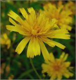 Hieracium umbellatum. Соцветие. Чувашия, окр. г. Шумерля, Кумашкинский заказник, Соколова поляна. 24 августа 2009 г.