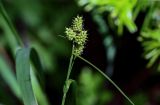 Carex pallescens. Верхушка побега с соцветиями. Красноярский край, Шушенский р-н, национальный парк \"Шушенский Бор\", ≈ 500 м н.у.м., опушка смешанного леса. 11.06.2022.