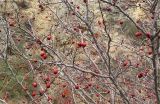 Crataegus ambigua