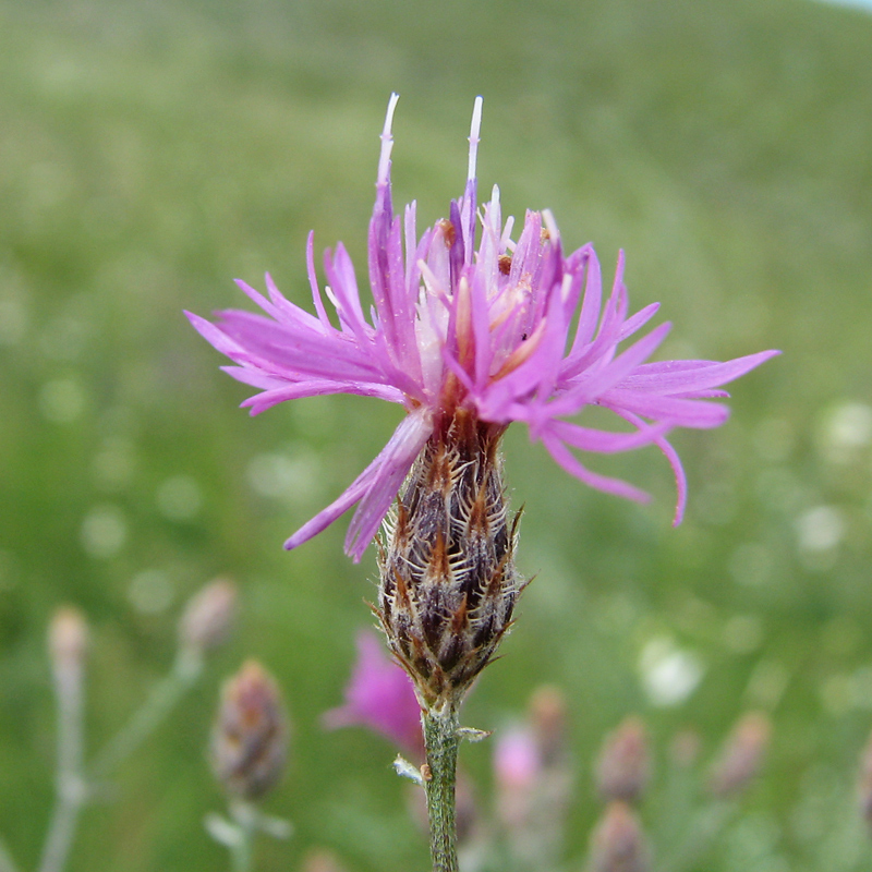 Изображение особи Centaurea lavrenkoana.