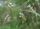 Trisetum sibiricum