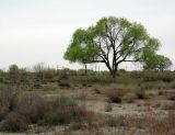 Populus diversifolia. Взрослое дерево. Казахстан, Кызылординская обл., Чиилийский р-н. 27.04.2011.