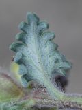 Scutellaria przewalskii