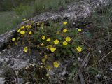 Potentilla incana