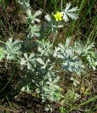 Potentilla impolita. Цветущее растение. Нижегородская обл., Кстовский р-н, пойма р. Кудьма, край пашни. 14.07.2011.