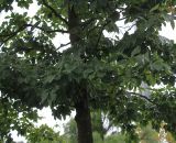 Nyssa sylvatica. Нижняя часть кроны взрослого дерева. Нидерланды, г. Venlo, \"Floriada 2012\". 11.09.2012.